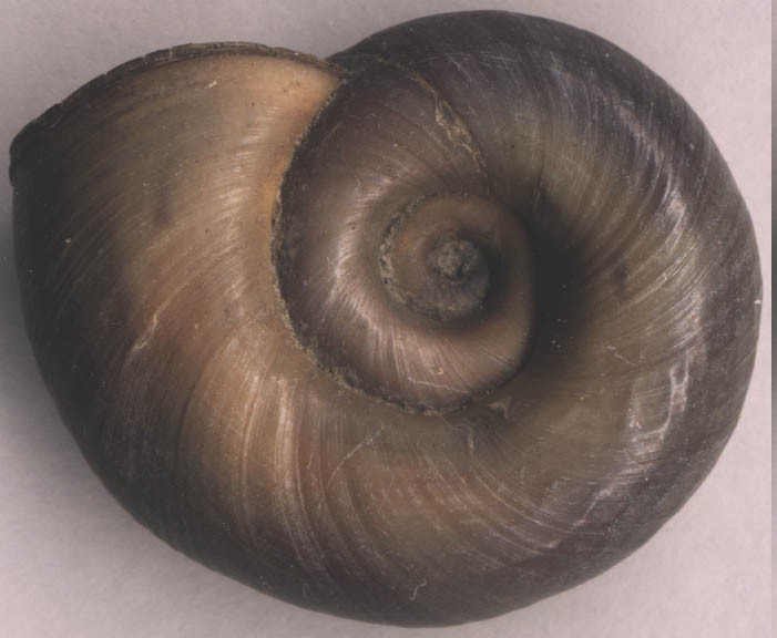 seasnail