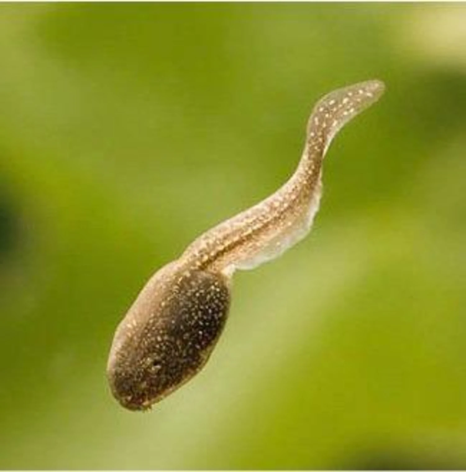 tadpole