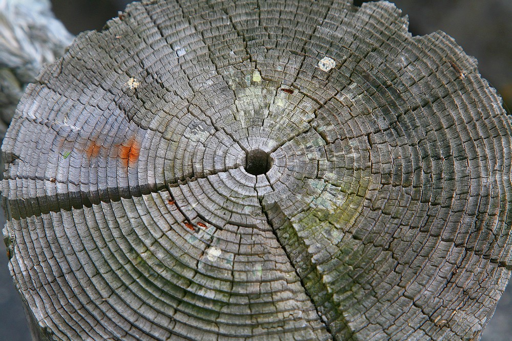tree stump